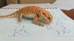 Bearded Dragon Tries to Eat Molecule Diagrams Drawn on Paper
