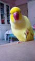 This parrot has an identity crisis and thinks he's a banana