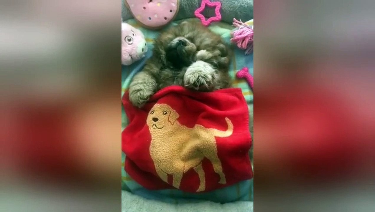 Newsflare Edit - Mishkachow snoring in her cute little bed