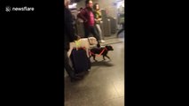 Lazy dog hitches ride on owner's suitcase while going through Paris subway