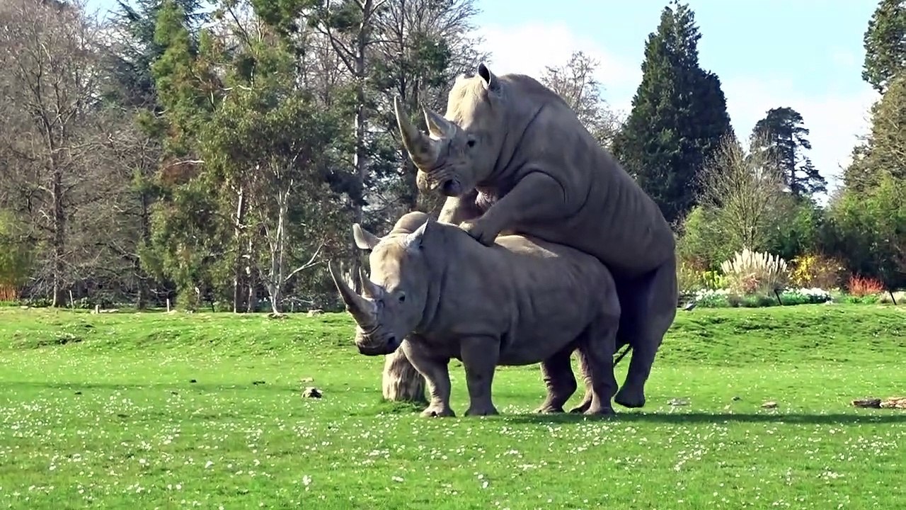 Mating rhinos shock visitors at UK wildlife park