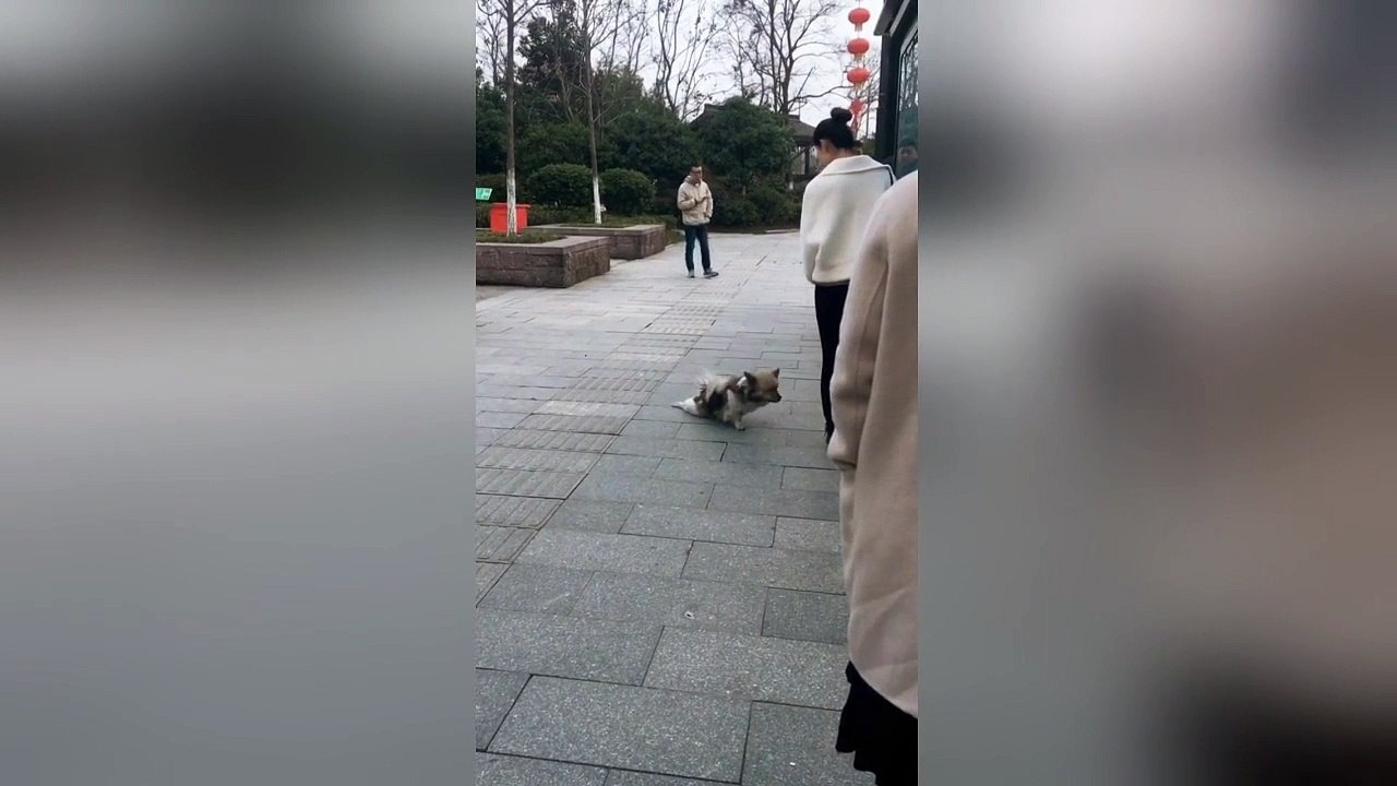 Stray dog pretends to be disabled to beg food from people