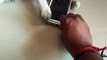 Naughty kitten won't let his owner use the phone