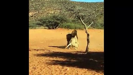 Lion brothers engage in vicious struggle over female