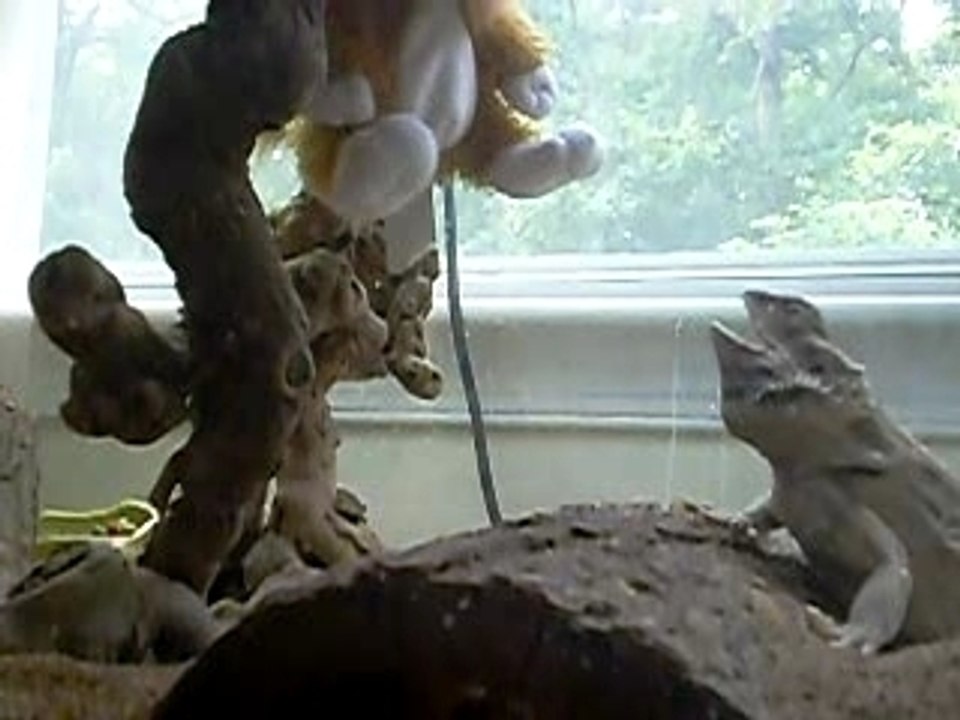 Phransis and the lion
