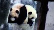 Four Pandas Are Exactly As Cute As You'd Expect