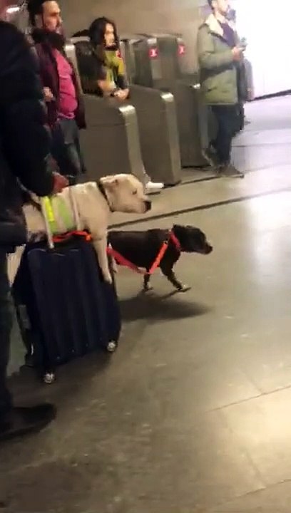 Lazy dog hitches ride on owner's suitcase while going through Paris subway