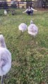 Trio of baby flamingos run to hug their human 'mama' at Virginia zoo