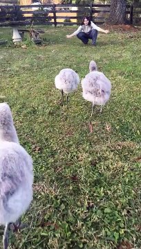 Trio of baby flamingos run to hug their human 'mama' at Virginia zoo