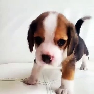 L'aboiement de ce chiot va vous donner la chair de poule. Trop mignon !