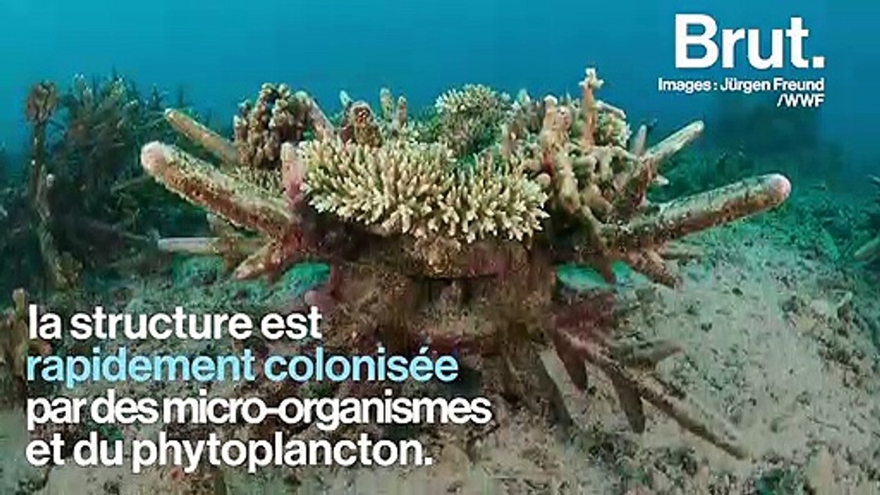 Les récifs artificiels, un moyen de repeupler les fonds marins