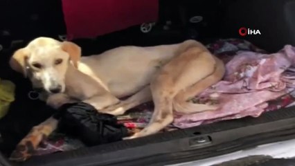 Siverek'te yaralanan köpek ticari taksi ile İstanbul'a gönderildi