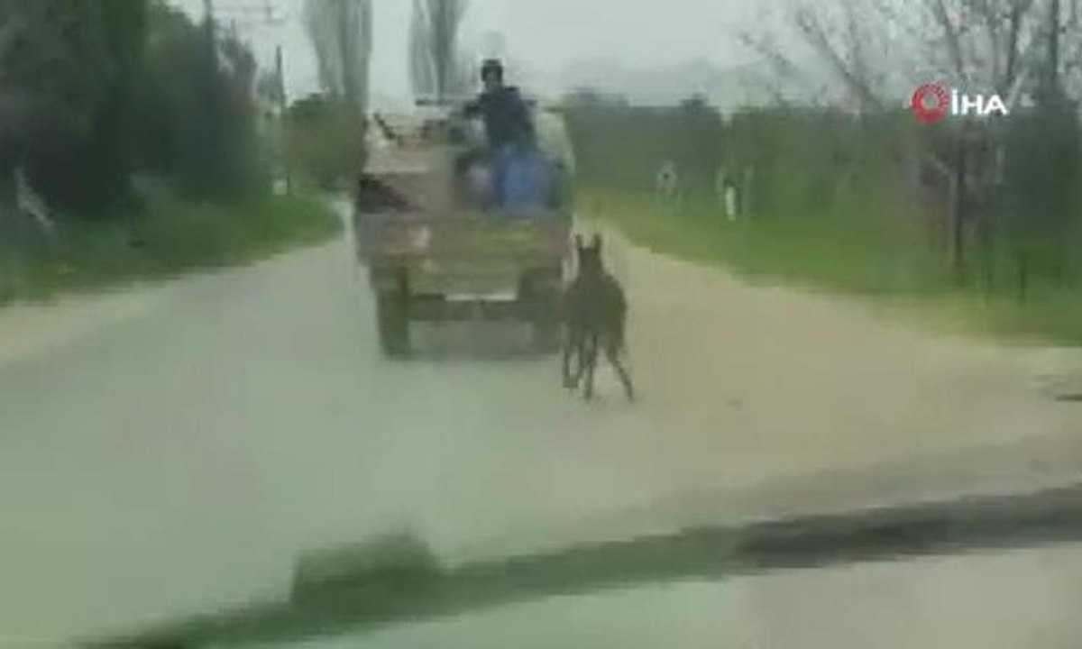 Eşeğe işkence kamerada
