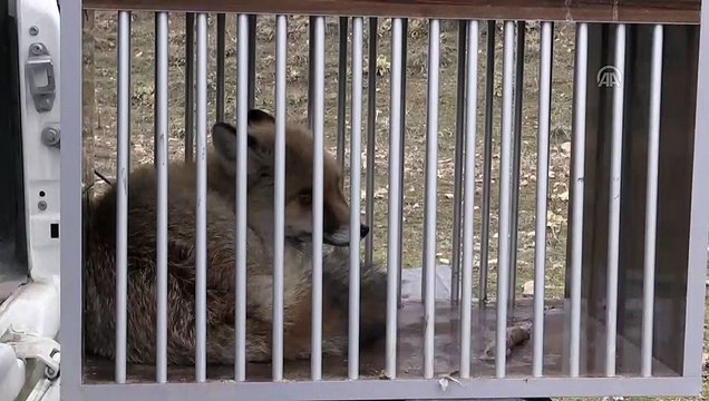 Tedavileri tamamlanan tilki ve kaya kartalı doğaya salındı - VAN