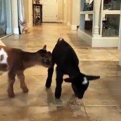 Cette petite chèvre va égayer votre journée. Adorable !