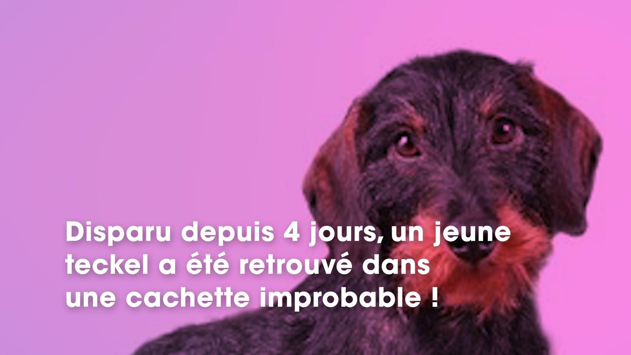 Disparu depuis 4 jours, vous ne devinerez jamais où ils ont retrouvé leur chien