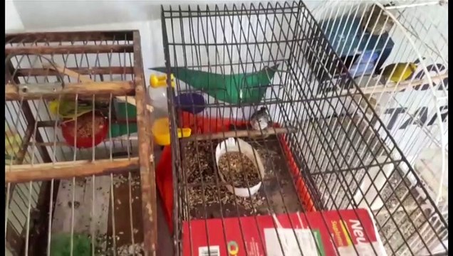 Adolescente é flagrado furtando pássaros em residência no Colmeia