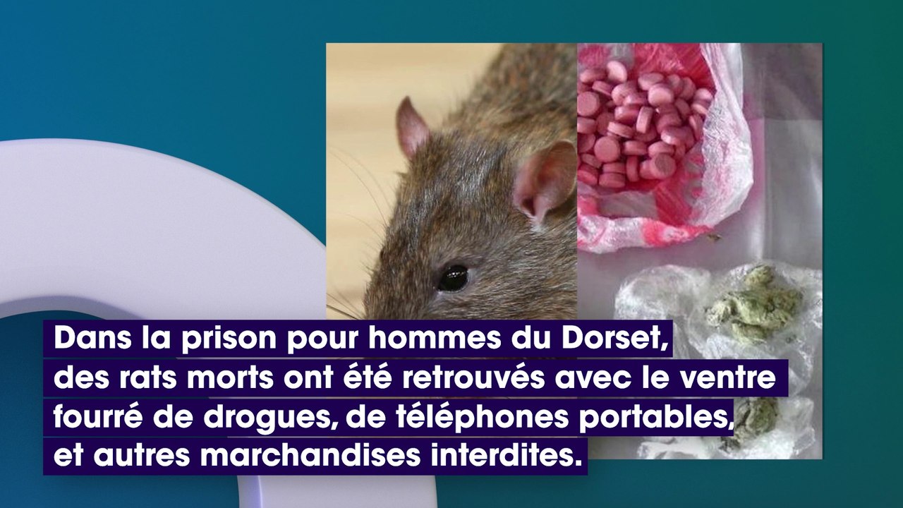 Angleterre : des criminels fourraient de la drogue dans des rats morts pour la faire passer à des prisonniers