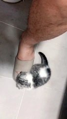 My cats alway follow me, even if I'm in the washroom.