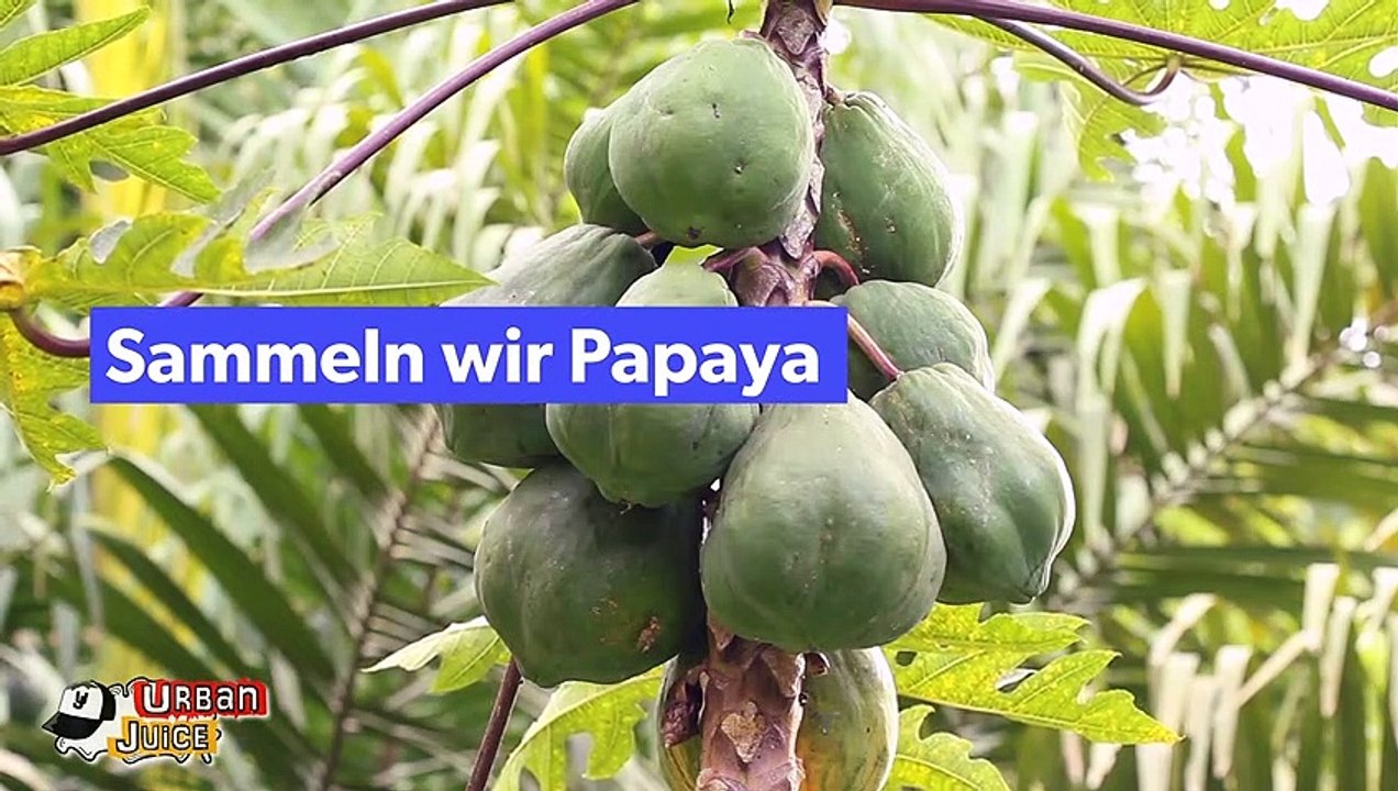 Urban Juice Mango Burst Shortfill