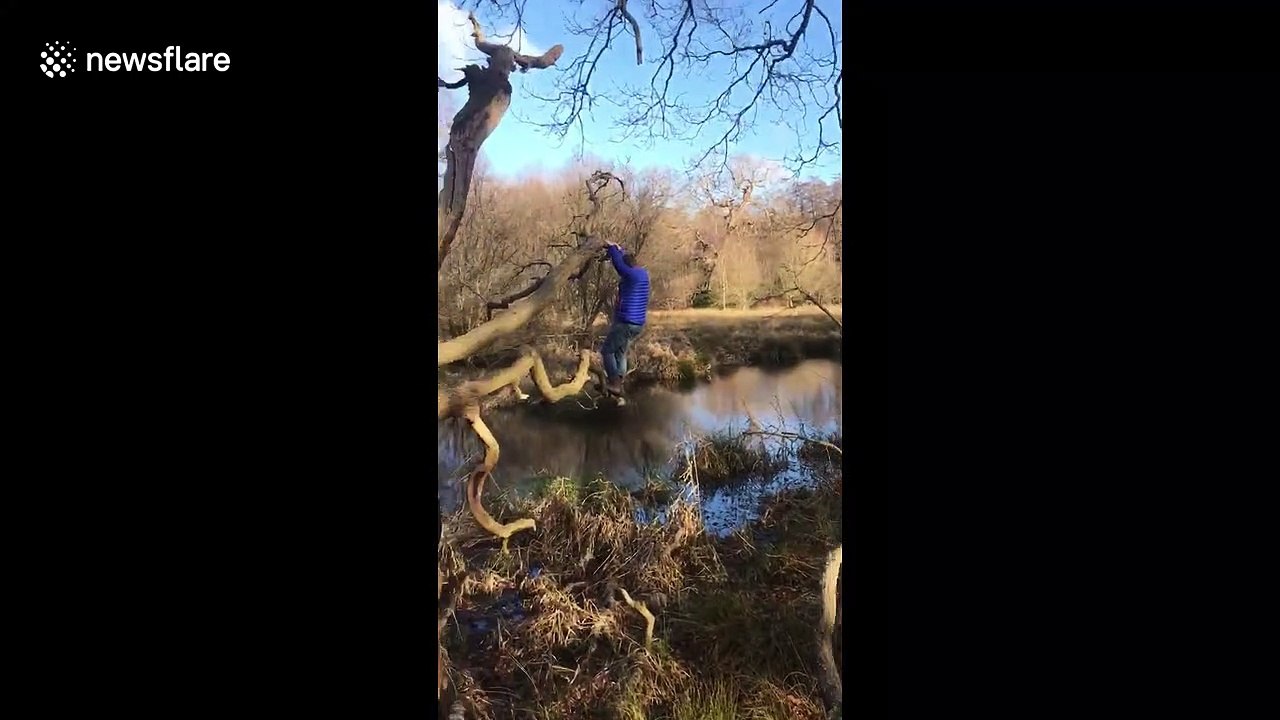 Funny moment UK father falls off tree and into pond