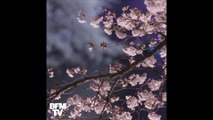 À Tokyo, la floraison des cerisiers offre un spectacle féerique pour l’arrivée du printemps