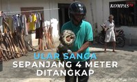 Ular Sanca Sepanjang 4 Meter Ditangkap