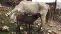 Annesi Ölen Sıpayı At Besliyor