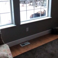 Moose Chills Outside Woman's Home