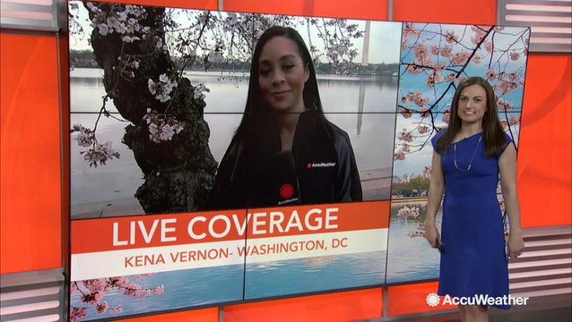 AccuWeather's Kena Vernon reports from DC on the cherry blossoms
