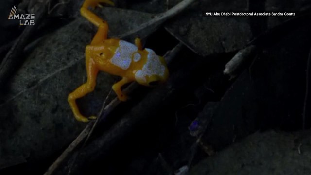 Watch This Adorable Little Frog Glow Under UV Light!