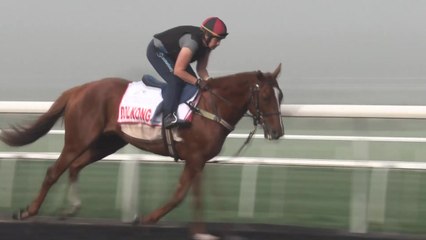 국내 경주마 '돌콩', 사상 첫 두바이월드컵 결승 도전장 / YTN