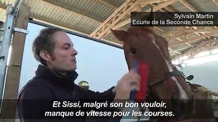 A Combrée, un nouveau départ pour les anciens chevaux de course