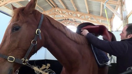 A Combrée, un nouveau départ pour les anciens chevaux de course