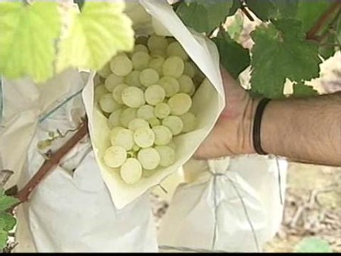 Las uvas de la suerte ya están preparadas