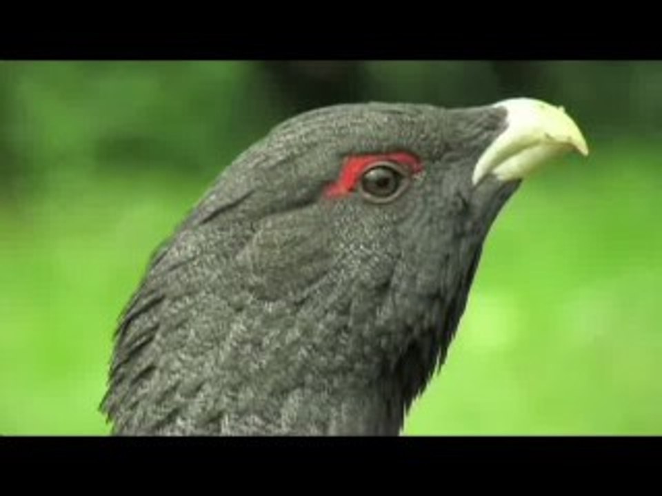 Salvemos al urogallo