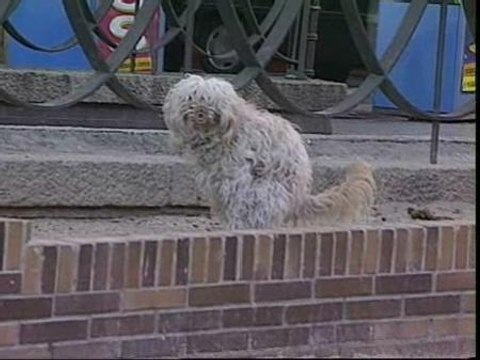 Hasta 1.500 euros por no recoger los excrementos caninos