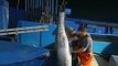 Pescan un atún rojo de 322 kilos
