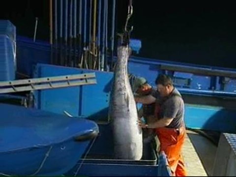 Pescan un atún rojo de 322 kilos