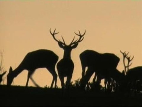 La berrea de los ciervos de Sierra Morena