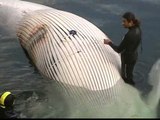 Una ballena muerta en un puerto de Pontevedra