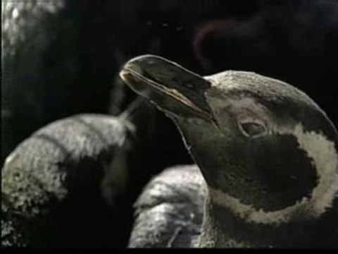 Un derrame de fuel mata a 2.000 pingüinos
