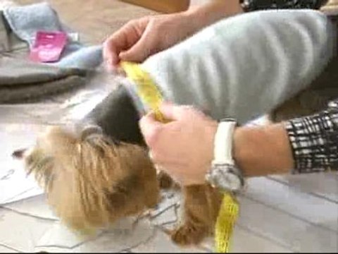 Una agencia canina de moda participa en la Pet Fashion Week de Nueva York