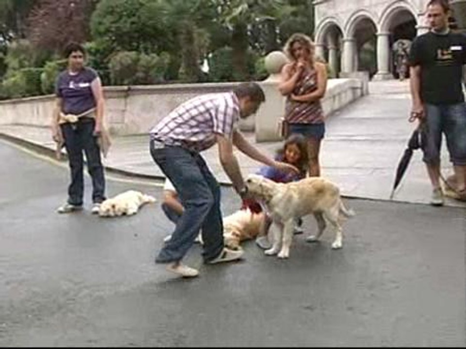 Clases colectivas en Coruña para adiestrar y educar perros