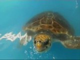 Hallan deshidratada una tortuga caribeña en vías extinción en costas gallegas