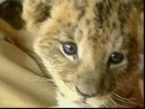 Tres cachorros de león se convierten en las estrellas de un zoo japonés