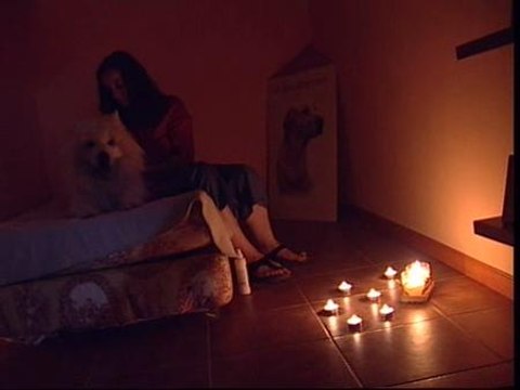 Los mejores hoteles para perros