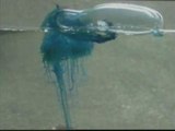 Peligroso banco de medusas en Asturias y Guipúzcoa