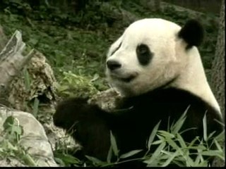 Tercer cumpleaños de Tai Shan