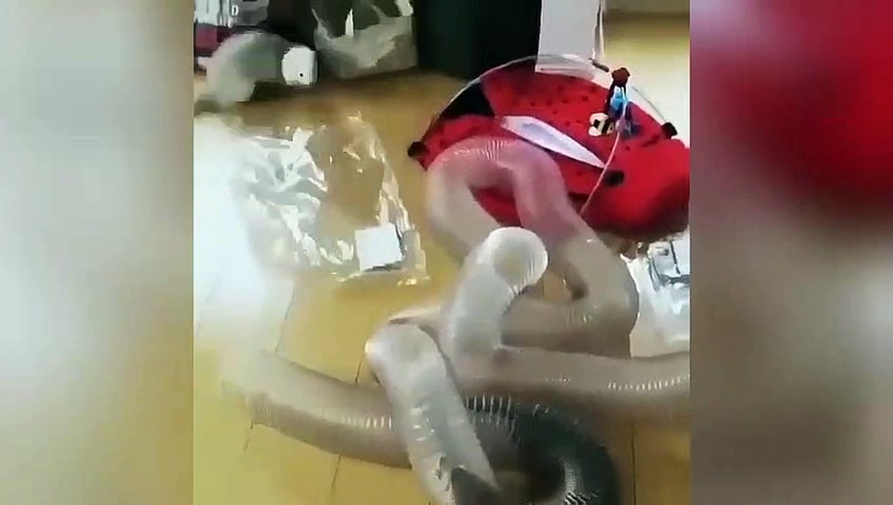 Deux furets jouent dans un tuyau en plastique !